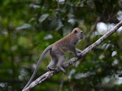 Long tailed macaque (6)